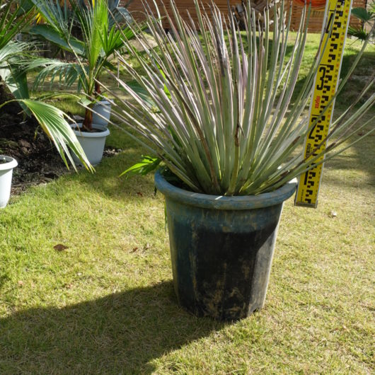 商品サムネイル画像