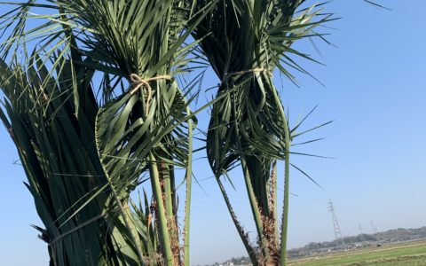 記事サムネイル画像