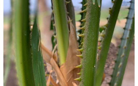 記事サムネイル画像