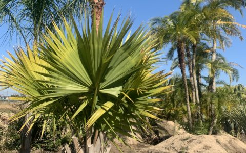 記事サムネイル画像