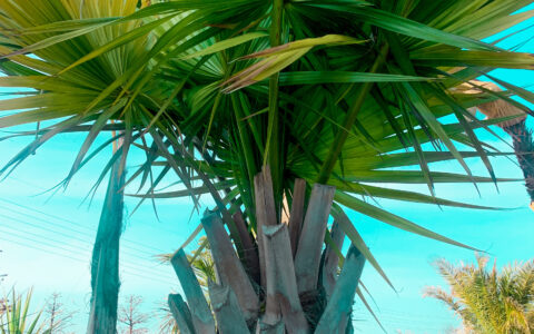 記事サムネイル画像