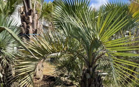 記事サムネイル画像