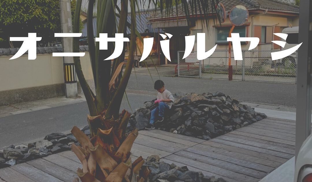 オニサバルヤシ　幹上がり オニサバルヤシ 幹上がり オニサバルヤシ 幹上がり