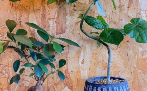 記事サムネイル画像