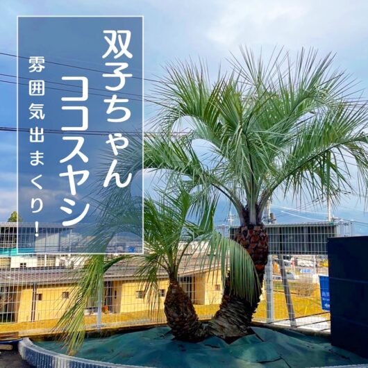 ロックガーデン | 施工事例 | 熊本のジャングルラボ【シンボル