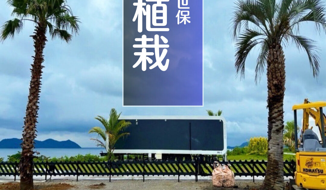 サバルヤシ　大苗　活性済 シンボルツリー　ヤシ D366BA4D-FE7B-4223-A26E-