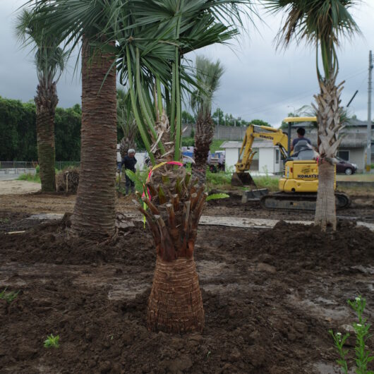 【ヤシの木】 ヤシの木で気分はカリフォルニア！ロサンゼルスの日常/Palm