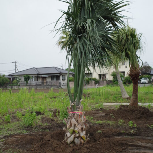 商品サムネイル画像