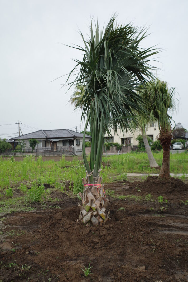 商品写真