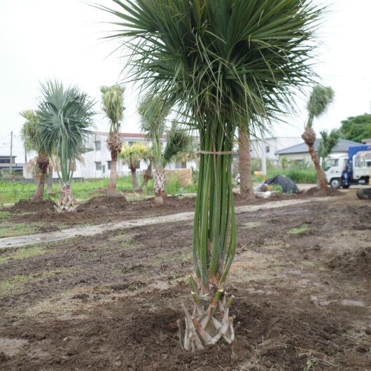 商品サムネイル画像